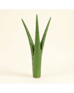 Aloe Vera Stem (synthetic illustration; no displayed measurements)