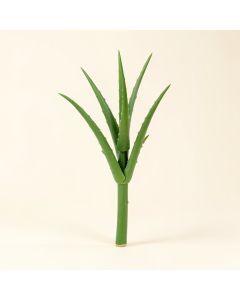Aloe Vera Floor Stem (synthetic illustration; no displayed measurements)