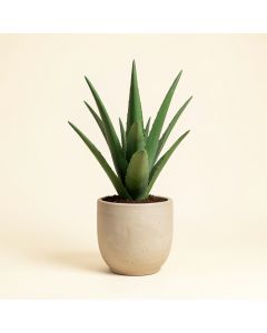 Sade Faux Aloe (synthetic illustration; no displayed measurements)