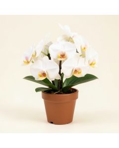 Artificial Orchid Floral Arrangement In Pot (synthetic illustration; no displayed measurements)
