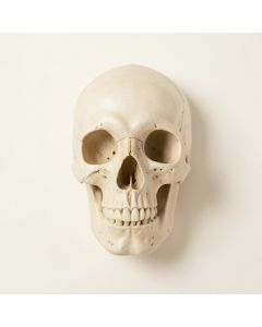 Buck Skull Wall Décor (synthetic illustration; no displayed measurements)
