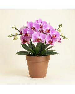 Orchids Floral Arrangements And Centerpieces In Pot (synthetic illustration; no displayed measurements)