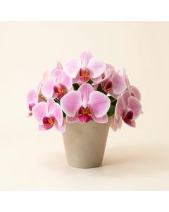 Faux Orchid Floral Arrangement (synthetic illustration; no displayed measurements)