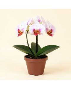 Artificial Phalaenopsis Orchid Floral Arrangement In Pot (synthetic illustration; no displayed measurements)