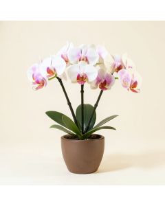Triple Phalaenopsis Orchid Floral Arrangement In Vase (synthetic illustration; no displayed measurements)