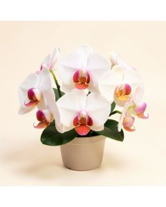 Mini Phalaenopsis Orchids Floral Arrangement (synthetic illustration; no displayed measurements)