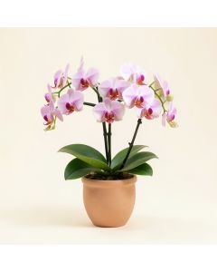 Phalaenopsis Orchid Arrangement In Vase (synthetic illustration; no displayed measurements)