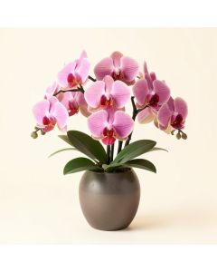 Phaleanopsis And California Sandblasted Ghostwood Orchids Centerpiece In Vase (synthetic illustration; no displayed measurements)