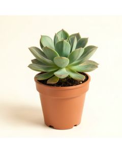 11 '' Live Succulent Plant In Pot (synthetic illustration; no displayed measurements)