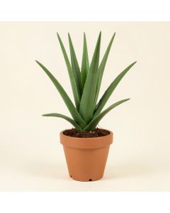 Artificial Aloe With Tree In Pot (synthetic illustration; no displayed measurements)