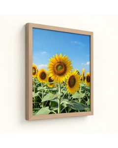 Sunflowers And Blue Sky By Walter Bibikow Danita Delimont - Floater Frame Photograph Print On Canvas (synthetic illustration; no displayed measurements)