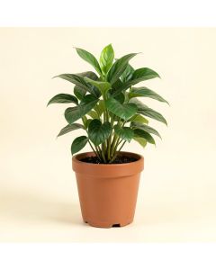 Live Plant In Pot (synthetic illustration; no displayed measurements)