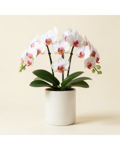 Phalaenopsis Orchids Floral Arrangements In Cylinder Vase (synthetic illustration; no displayed measurements)