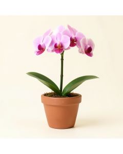 Orchid In Pot (synthetic illustration; no displayed measurements)