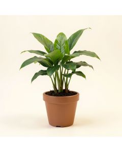 8 '' Live Maranta Plant In Pot (synthetic illustration; no displayed measurements)