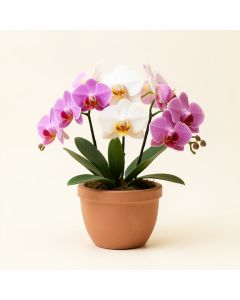 Orchid Floral Arrangement In Planter (synthetic illustration; no displayed measurements)