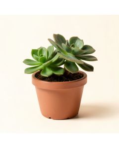 2 Piece Succulent Plant In Pot (synthetic illustration; no displayed measurements)