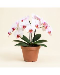 Real Touch Phalaenopsis Orchids Floral Arrangement In Pot (synthetic illustration; no displayed measurements)