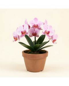 Orchid Centerpiece In Pot (synthetic illustration; no displayed measurements)