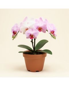 Phalaenopsis Orchids Floral Arrangements In Pot (synthetic illustration; no displayed measurements)