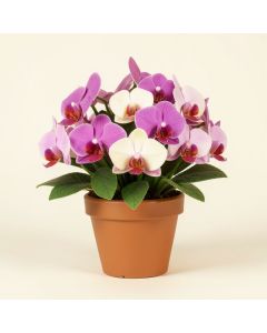 Mini Orchids Floral Arrangements And Centerpieces In Pot (synthetic illustration; no displayed measurements)