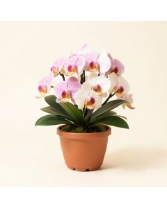 Orchids Floral Arrangement In Planter (synthetic illustration; no displayed measurements)
