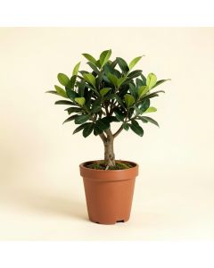 13 '' Live Arboricola Plant In Pot (synthetic illustration; no displayed measurements)