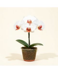 Artificial Phalaenopsis Orchids Stem (synthetic illustration; no displayed measurements)