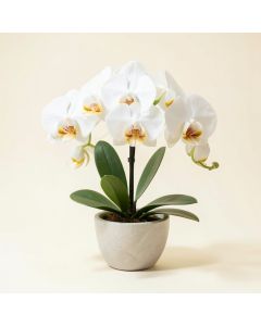 35 '' Phalaenopsis Orchid Silk Flower Arrangement -White (synthetic illustration; no displayed measurements)