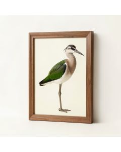 Long Legged Avocet - Picture Frame Print On Canvas (synthetic illustration; no displayed measurements)