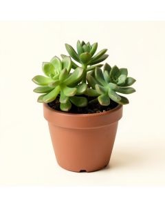 Assorted Succulent Plant In Pot (synthetic illustration; no displayed measurements)