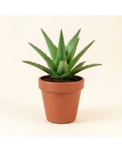 Tropical Aloe Succulent In Pot In Planter (synthetic illustration; no displayed measurements)