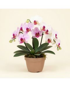 Artificial Phalaenopsis Orchids Floral Arrangement In Planter (synthetic illustration; no displayed measurements)