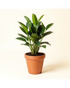 16 '' Live Spath Plant In Pot (synthetic illustration; no displayed measurements)