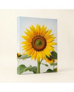 Sunflower Photographic Print On Canvas (synthetic illustration; no displayed measurements)