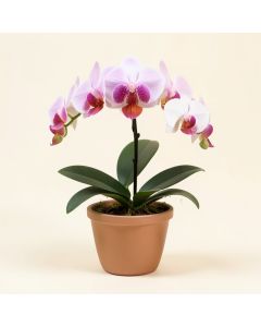 Phalaenopsis Orchid Floral Arrangement In Planter (synthetic illustration; no displayed measurements)