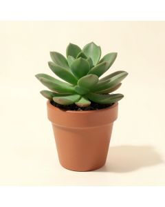 Succulent Plant In Pot (synthetic illustration; no displayed measurements)