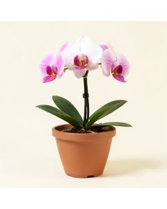 Artificial Phalaenopsis Single Orchid Floral Arrangement In Planter (synthetic illustration; no displayed measurements)