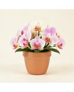 Orchids Floral Arrangements In Planter (synthetic illustration; no displayed measurements)