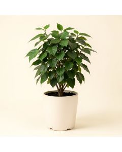 11 '' Live Ivy Plant In Pot (synthetic illustration; no displayed measurements)