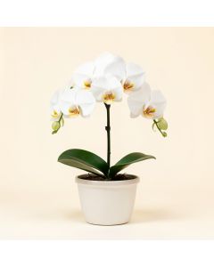 52 '' Phalaenopsis Orchid Silk Flower Arrangement -White (synthetic illustration; no displayed measurements)