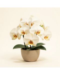 25 '' Phalaenopsis Orchid Silk Flower Arrangement -Cream (synthetic illustration; no displayed measurements)