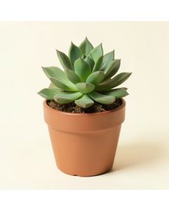 Succulents Plant In Pot (synthetic illustration; no displayed measurements)