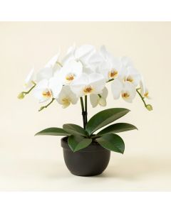 30 '' Phalaenopsis Orchid Silk Flower Arrangement -White (synthetic illustration; no displayed measurements)