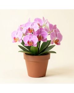 Orchid Floral Centerpiece In Pot (synthetic illustration; no displayed measurements)