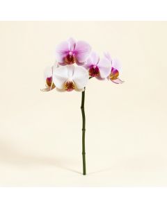 Artificial Orchids Stem (synthetic illustration; no displayed measurements)
