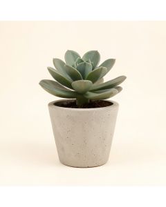 Concrete Succulent Plant In Pot (synthetic illustration; no displayed measurements)