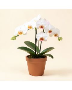 Real Touch Phalaenopsis Orchid Floral Arrangement In Pot (synthetic illustration; no displayed measurements)
