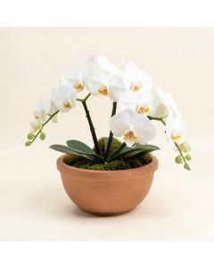 White Orchids In Bengal Bowl (synthetic illustration; no displayed measurements)