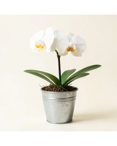 White Phalenopsis Orchid Plant In Metal Urn (synthetic illustration; no displayed measurements)